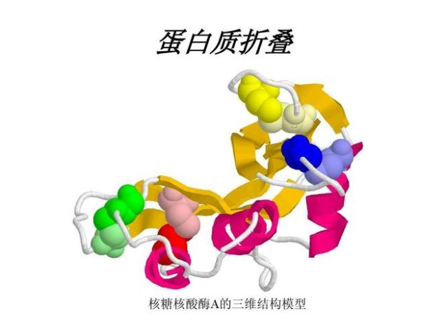 蛋白质和核酸的结构和功能