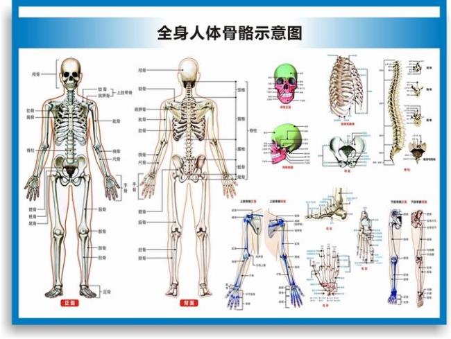 人体骨骼全部怎么念