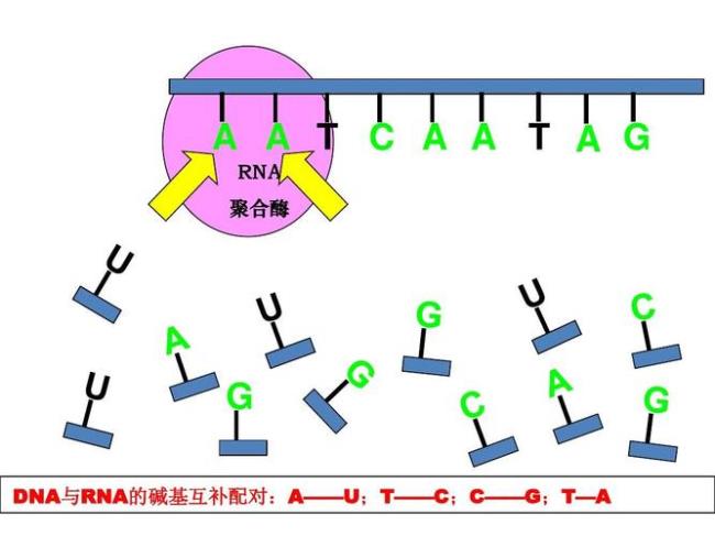 DNA与蛋白质一起构成的结构