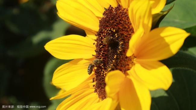 把向日葵和蜜蜂结合寓意