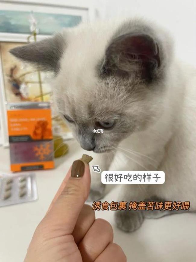 猫咪感冒了怎么办