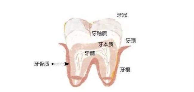 牙釉质和牙本质的区别