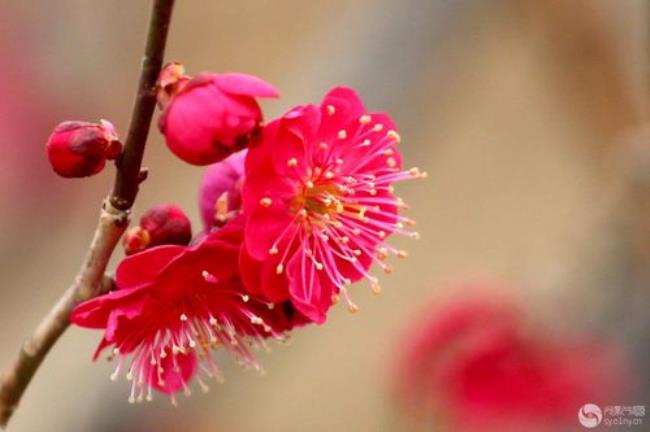 梅花1至10朵代表什么意思