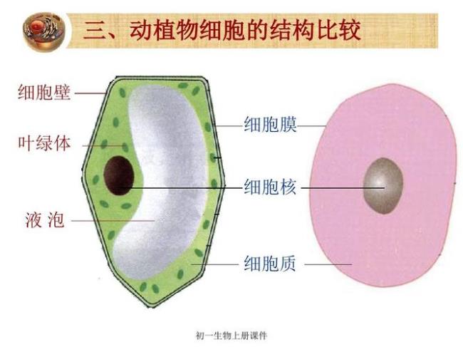 如何确定植物有无细胞壁