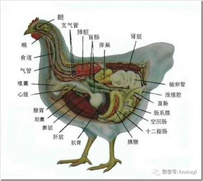 母鸡体内有女性的卵巢和子宫吗