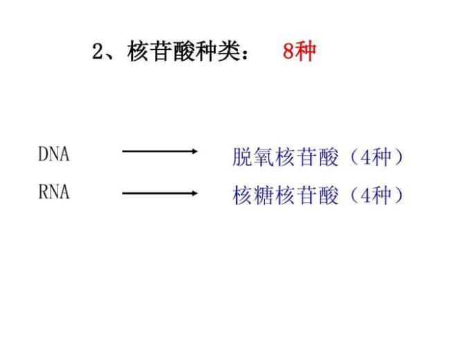 7种核氨酸是哪七种