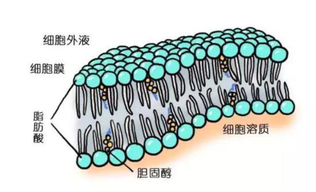 物质是怎样通过细胞膜