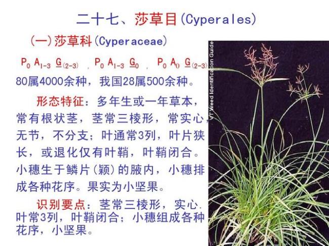 裸被子植物的区别5种