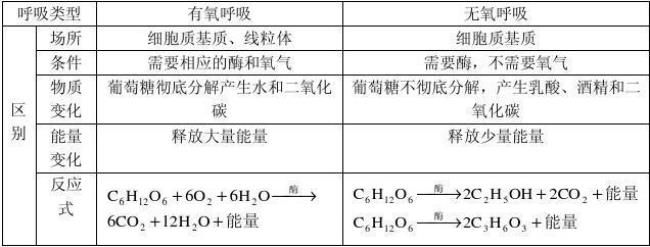 生物有氧呼吸无氧呼吸方程式