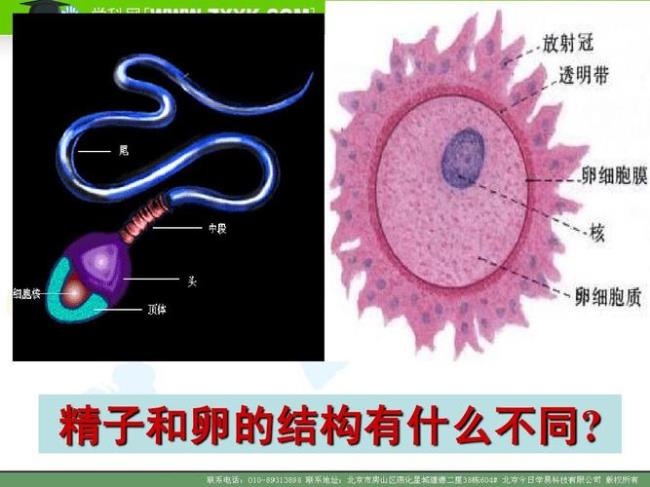 孤雌繁殖有哪些生物