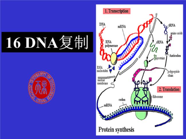 证明DNA半保留复制的因变量