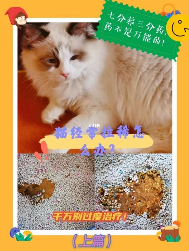 猫咪拉稀怎么办吃什么能缓解