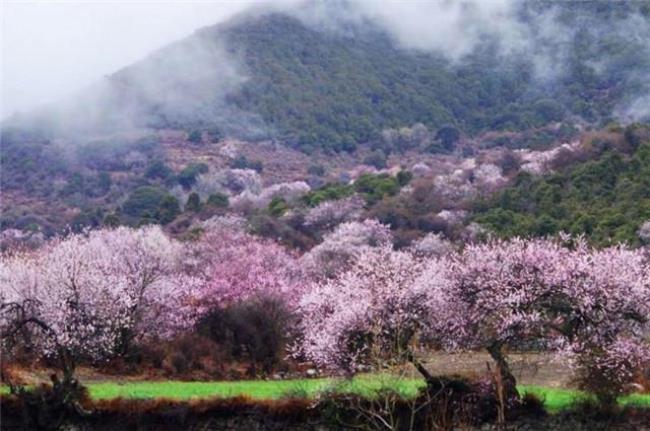 人间富贵桃李花什么意思