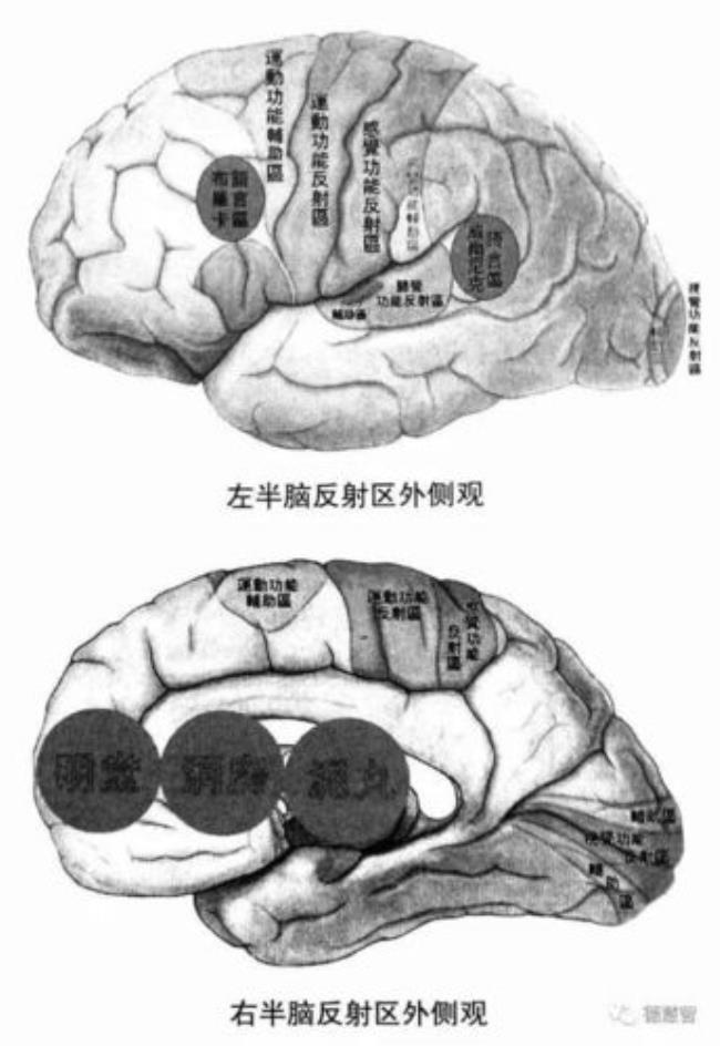 人脑的语言中枢有哪四种