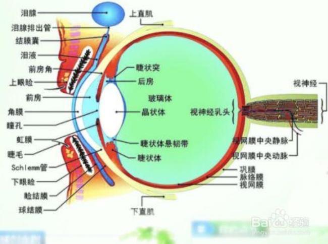 眼球壁构成