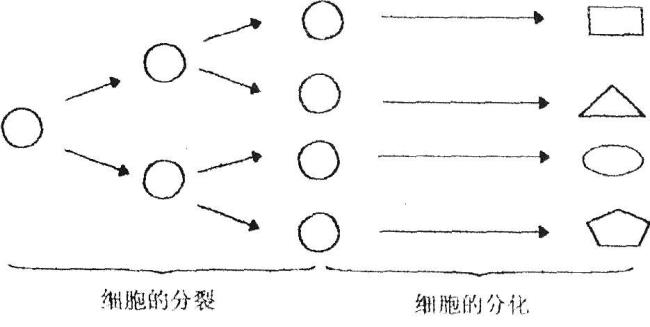 人一生的形态结构变化