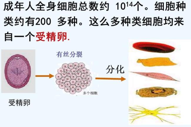 细胞分化的变与不变指什么