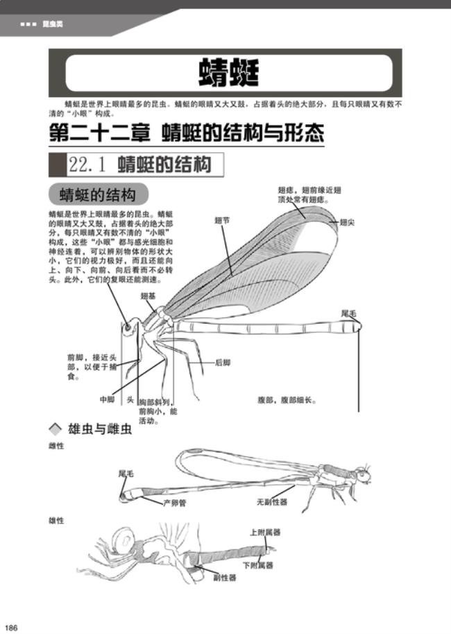 蜻蜓的结构