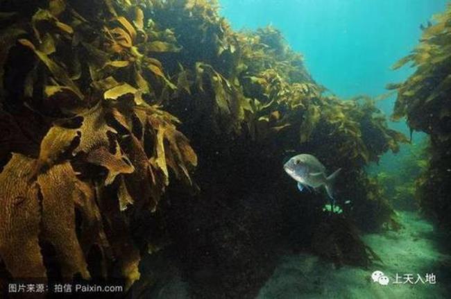 海藻为什么在海底生长得最旺