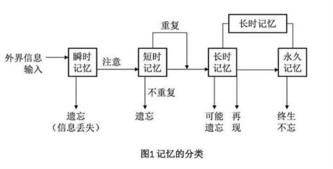 为什么记忆分为两种