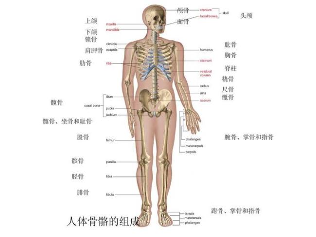 人体骨骼结构原理