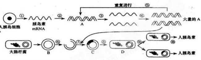 人类是怎样利用基因工程技术的