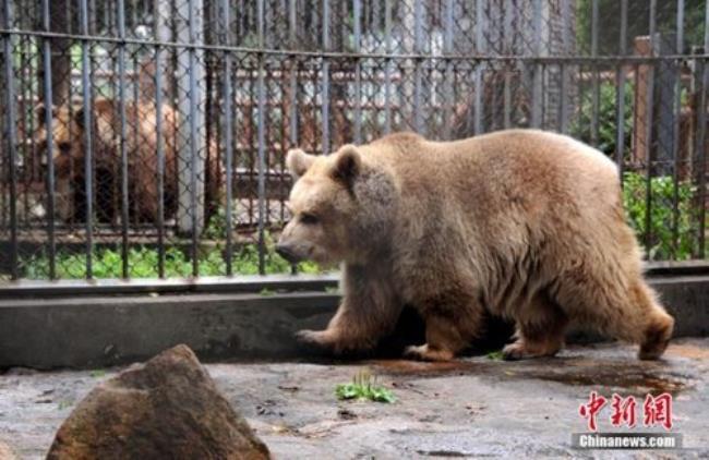 猛兽为什么都被关进了动物园