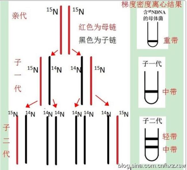 dna变性后的特征变化是什么