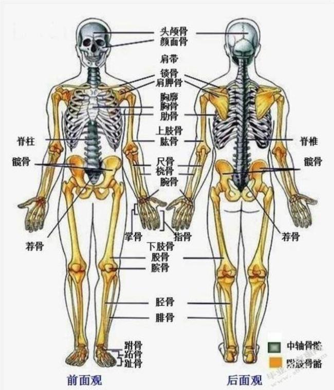 人体解剖学包括