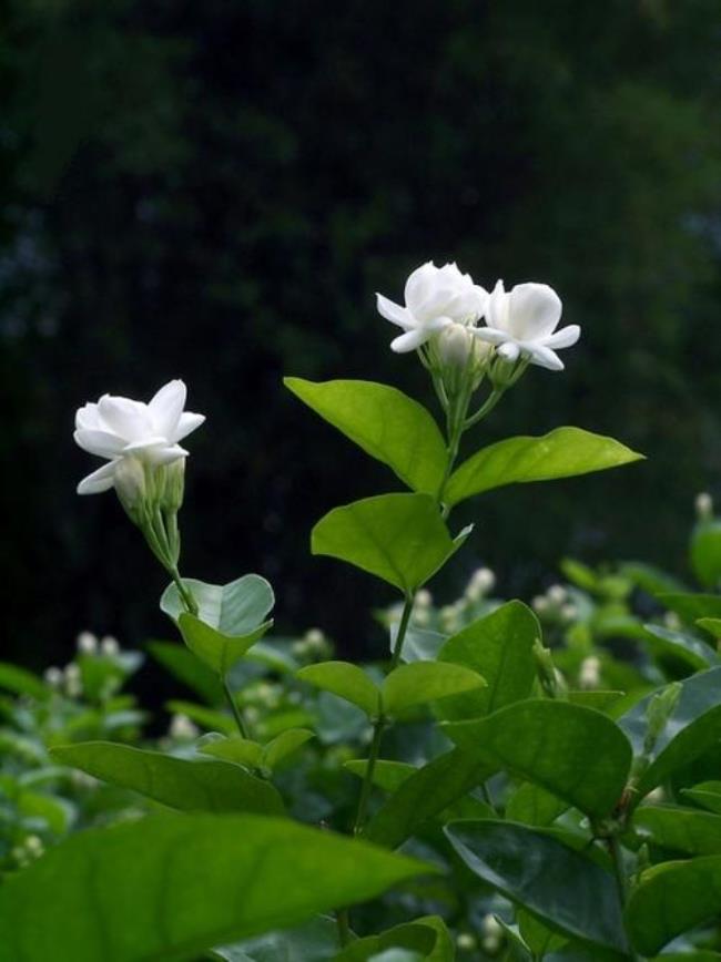 十大顶级茉莉花