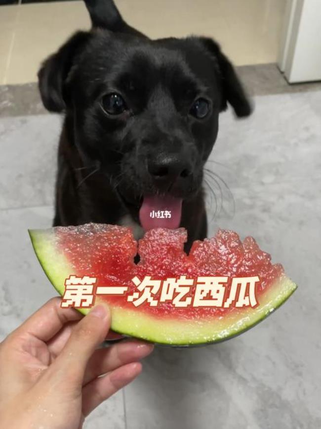 狗狗可以吃西瓜子吗