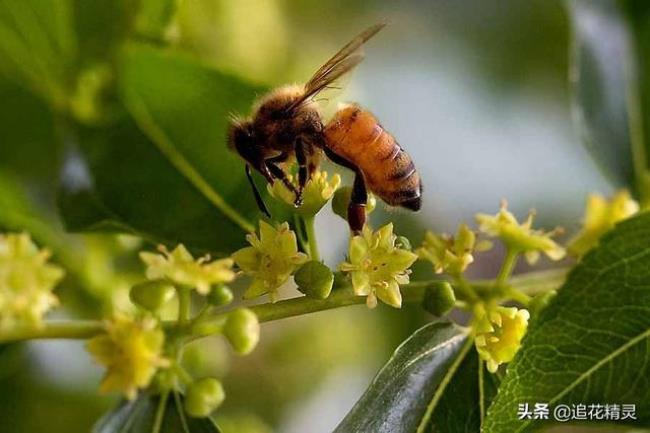 为什么说蜜蜂是最勤劳的公民