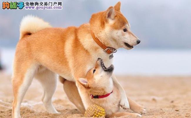 红毛犬优点和缺点