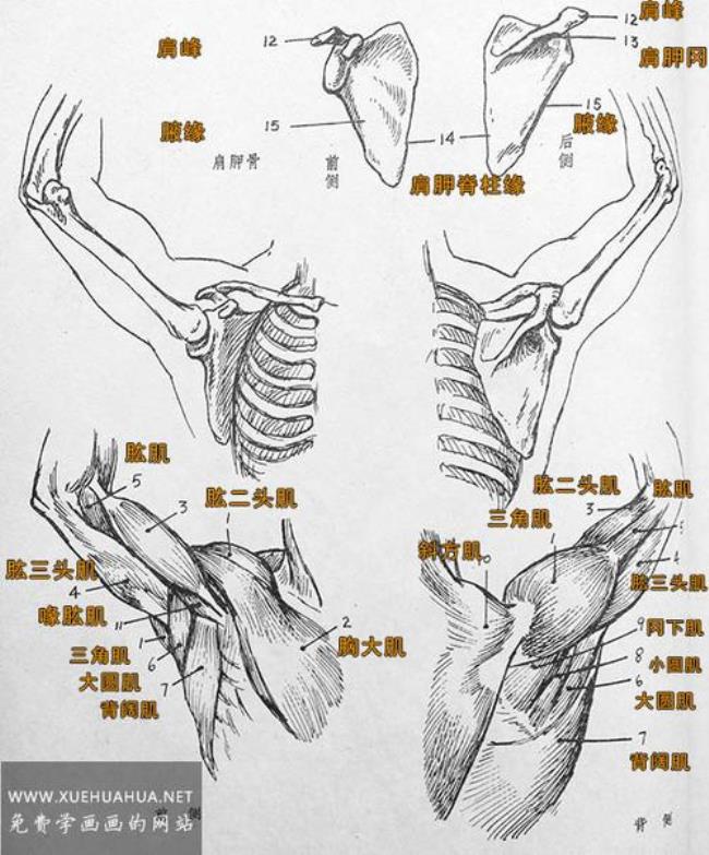 人体结结构名称