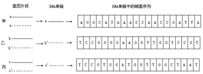 DNA碱基配对规律是