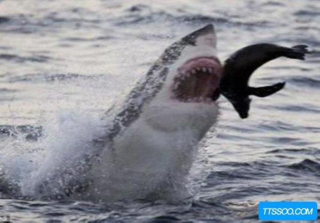 为什么鲨鱼怕企鹅