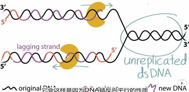 DNA转录RNA需要解旋酶吗