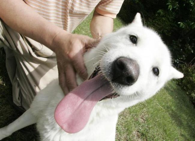 珍岛犬和中华田园犬区别