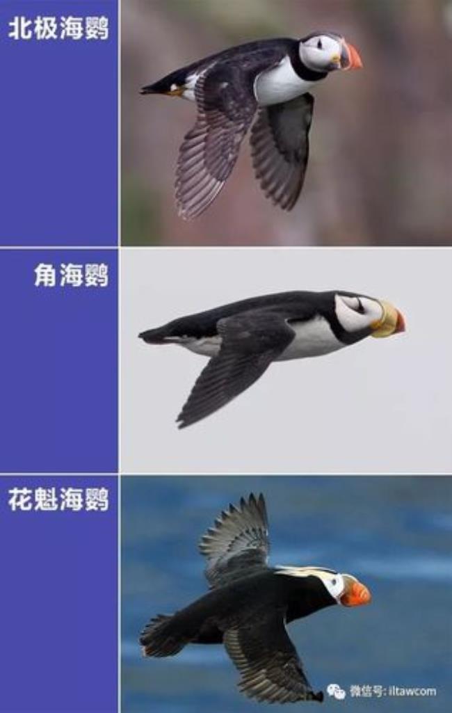 海鹦会游泳吗