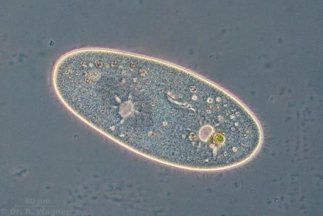 单细胞生物 架子鼓图片