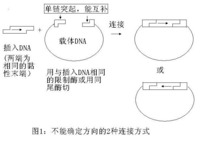 dna的碱基组成如下特点