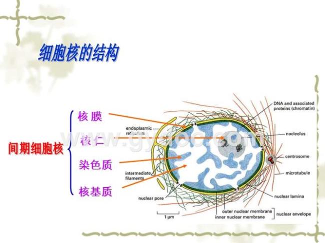 DNA主要存在于细胞核的哪里