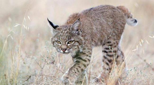 野猫繁育全过程