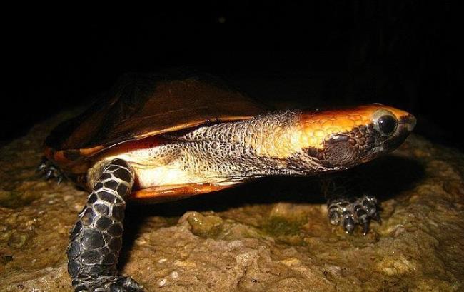 红头扁龟是保护动物吗