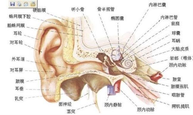 耳朵的结构与功能是怎样的