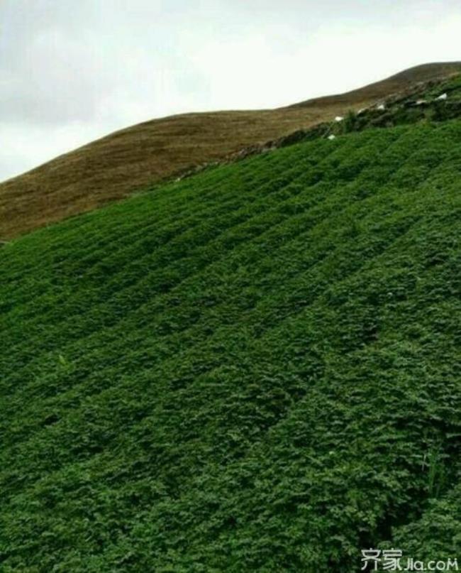 东北高寒山区适合种植什么药材