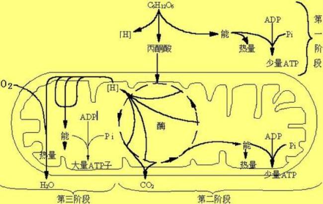 呼吸作用三阶段方程式