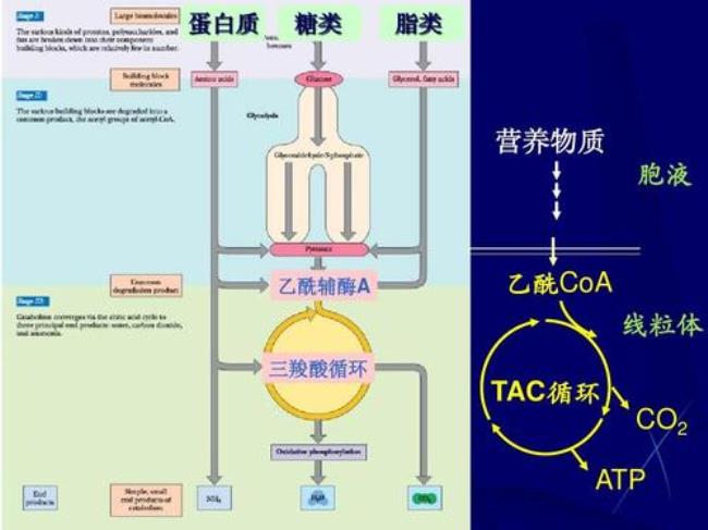 乙酰辅酶A在物质代谢中的地位