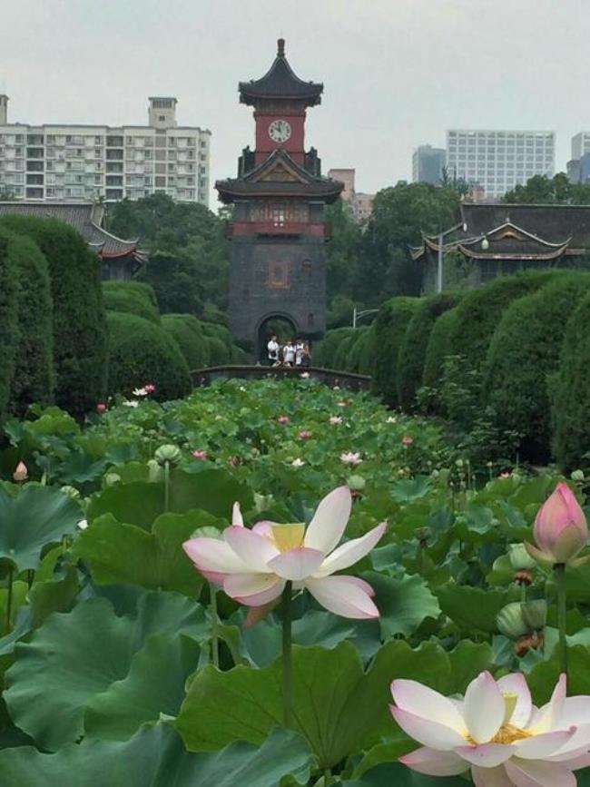 六月的荷花是夏天的什么填空