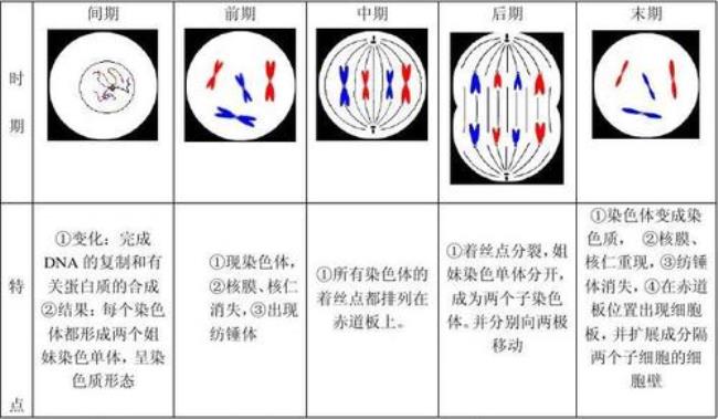 有死丝分裂的意义